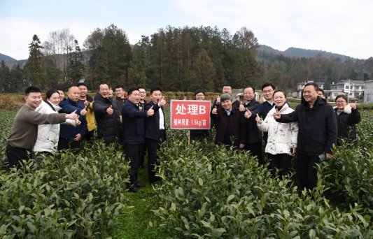 点赞凤冈锌硒茶